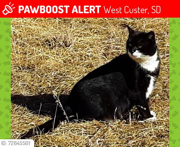 Lost Male Cat last seen Pilot Rd Custer, SD near Hwy 16 (Mt Rushmore Rd) 3.5 miles west of Custer), West Custer, SD 57730