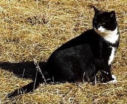 Lost Male Cat last seen Pilot Rd Custer, SD near Hwy 16 (Mt Rushmore Rd) 3.5 miles west of Custer), West Custer, SD 57730