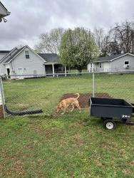 Found/Stray Male Dog last seen Rutherford and Bradyville, Murfreesboro, TN 37127