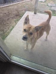 Found/Stray Male Dog last seen Near elmo lane , San Angelo, TX 76905