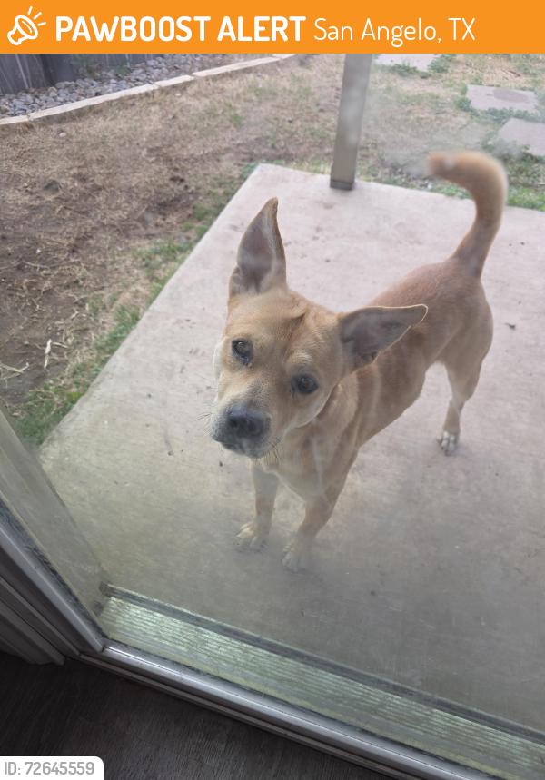 Found/Stray Male Dog last seen Near elmo lane , San Angelo, TX 76905