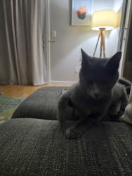 Lost Male Cat last seen Querry rd, Lake Oswego, OR 97035