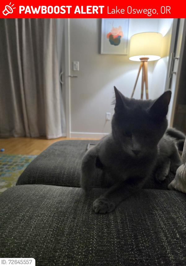 Lost Male Cat last seen Querry rd, Lake Oswego, OR 97035