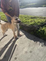 Found/Stray Male Dog last seen Calle La Cuesta and Butterflied, Riverside, CA 92503