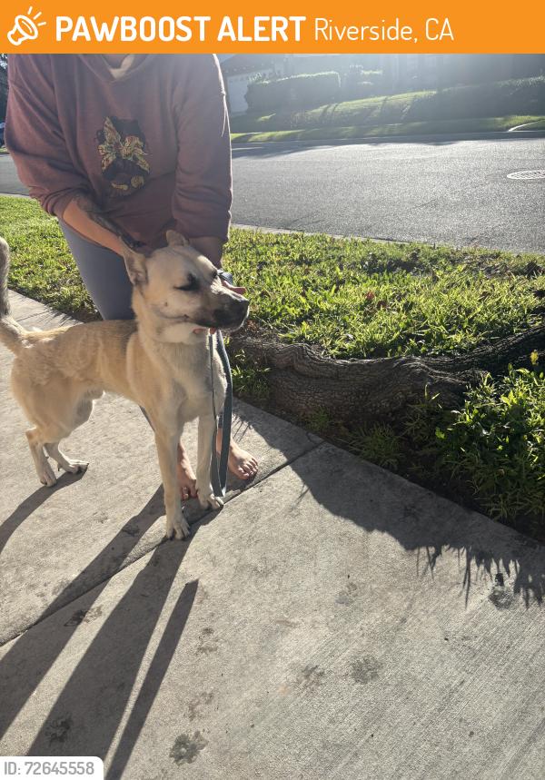 Found/Stray Male Dog last seen Calle La Cuesta and Butterflied, Riverside, CA 92503