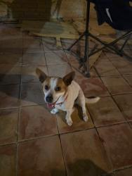 Found/Stray Female Dog last seen Mayberry near the golf course , Mission, TX 75872