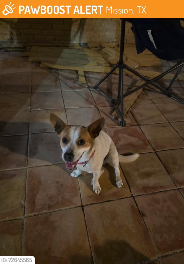 Found/Stray Female Dog last seen Mayberry near the golf course , Mission, TX 75872