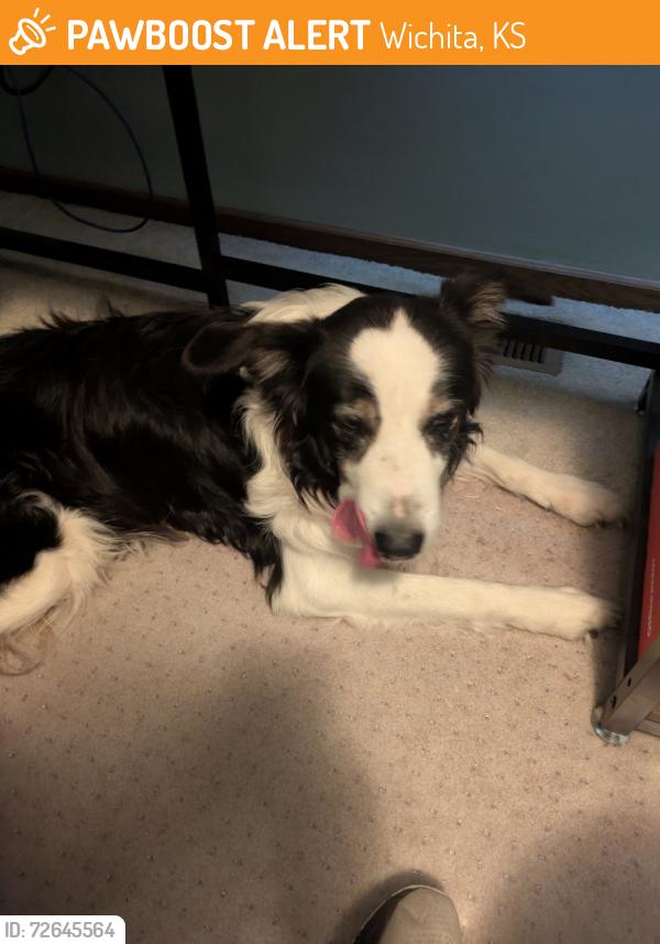 Found/Stray Unknown Dog last seen 15th and Gow St, Wichita KS, Wichita, KS 67203