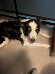 Found/Stray Unknown Dog last seen 15th and Gow St, Wichita KS, Wichita, KS 67203