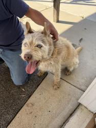 Found/Stray Male Dog last seen garbani rd and heather lane, Menifee, CA 92584