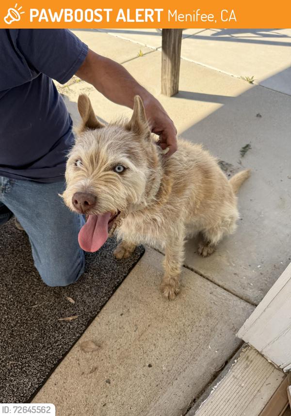 Found/Stray Male Dog last seen garbani rd and heather lane, Menifee, CA 92584