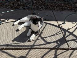 Found/Stray Unknown Cat last seen Woodlawn & Mainsgate Rd, Wichita, KS 67226