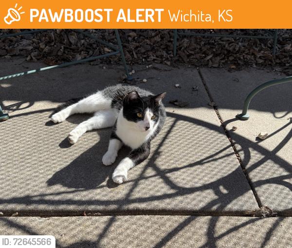Found/Stray Unknown Cat last seen Woodlawn & Mainsgate Rd, Wichita, KS 67226