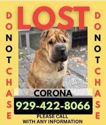 Lost Male Dog last seen Corona megawash laundry, Queens, NY 11368