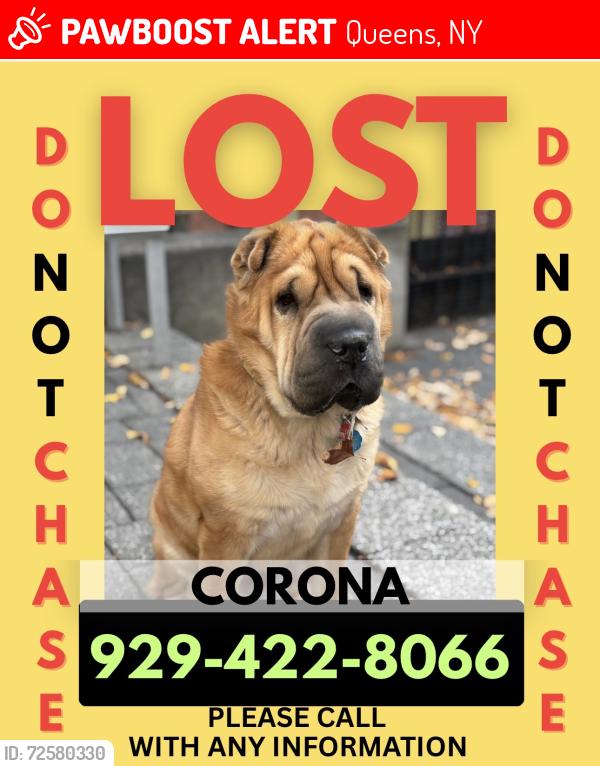 Lost Male Dog last seen Corona megawash laundry, Queens, NY 11368
