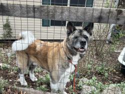 Found/Stray Male Dog last seen Found On 281 southbound, between bulverde and stone oak, San Antonio, TX 78258