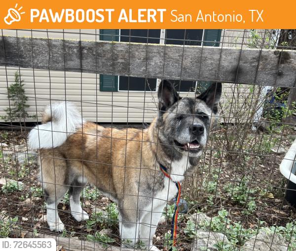 Found/Stray Male Dog last seen Found On 281 southbound, between bulverde and stone oak, San Antonio, TX 78258