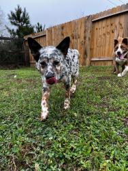 Found/Stray Male Dog last seen Near maverick ranch road east, Magnolia, TX 77355