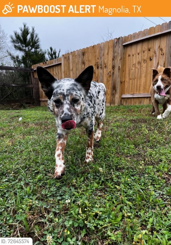 Found/Stray Male Dog last seen Near maverick ranch road east, Magnolia, TX 77355