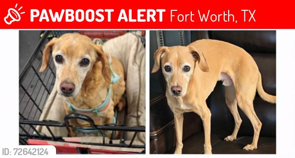 Lost Male Dog last seen White settlement , Fort Worth, TX 76108