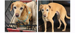 Lost Male Dog last seen White settlement , Fort Worth, TX 76108