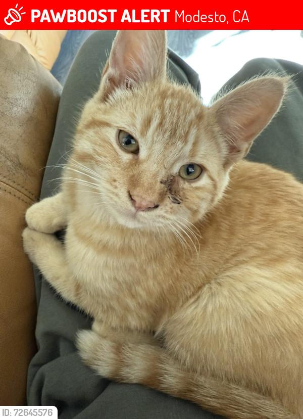 Lost Male Cat last seen Floyd, Modesto, CA 95355