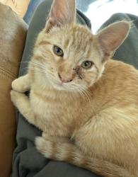 Lost Male Cat last seen Floyd, Modesto, CA 95355