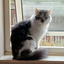Lost Male Cat last seen Martinshaw Lane and Ratby Road, Groby, England LE6