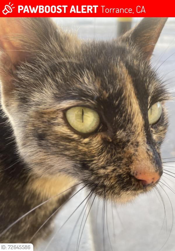 Lost Female Cat last seen Torrance 90501, Torrance, CA 90501