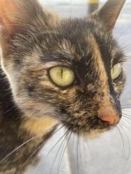 Lost Female Cat last seen Torrance 90501, Torrance, CA 90501