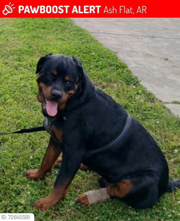 Lost Male Dog last seen Old peace valley rd, Ash Flat, AR 72513