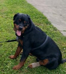 Lost Male Dog last seen Old peace valley rd, Ash Flat, AR 72513