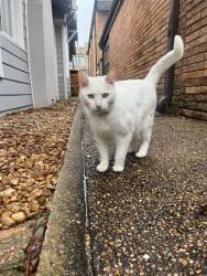 Found/Stray Unknown Cat last seen Mandell, Houston, TX 77006