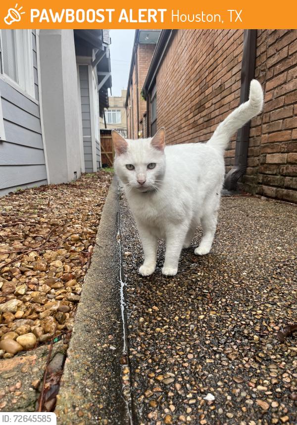 Found/Stray Unknown Cat last seen Mandell, Houston, TX 77006