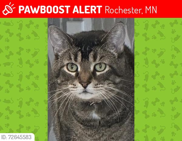 Lost Male Cat last seen South Walmart and Hey 52, Rochester, MN 55902