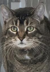 Lost Male Cat last seen South Walmart and Hey 52, Rochester, MN 55902