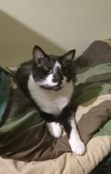 Lost Male Cat last seen Coquina ave, Lakewood Park, FL 34951