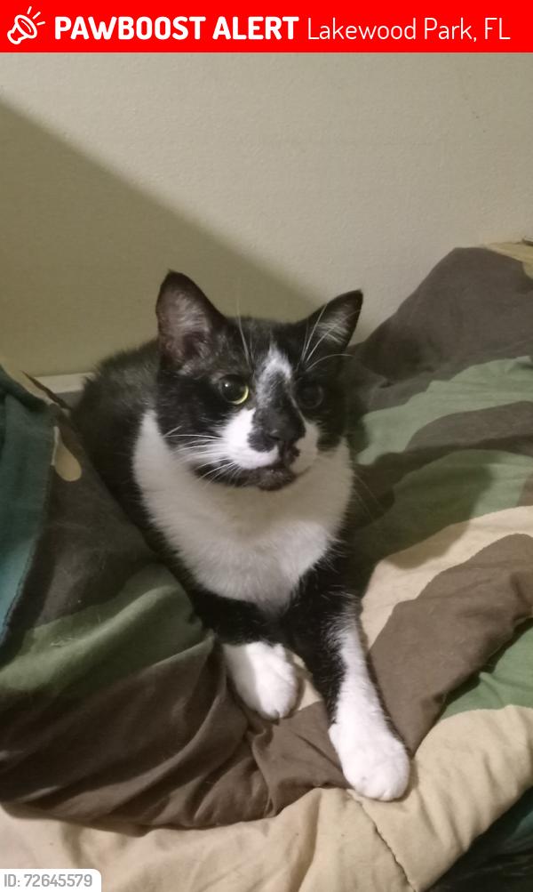 Lost Male Cat last seen Coquina ave, Lakewood Park, FL 34951