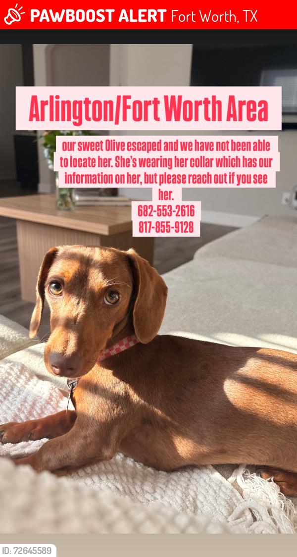 Lost Female Dog last seen Oak Ridge HOA, Fort Worth, TX 76120