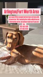 Lost Female Dog last seen Oak Ridge HOA, Fort Worth, TX 76120