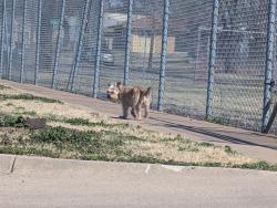 Found/Stray Unknown Dog last seen Bostic Traditional Magnet Elementary School, Wichita, KS 67207