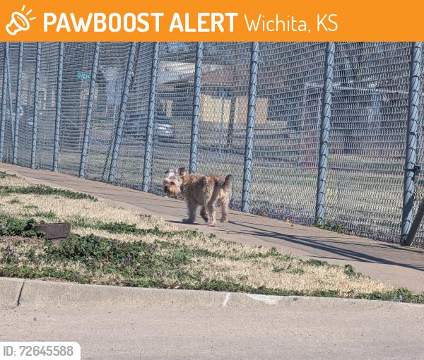 Found/Stray Unknown Dog last seen Bostic Traditional Magnet Elementary School, Wichita, KS 67207