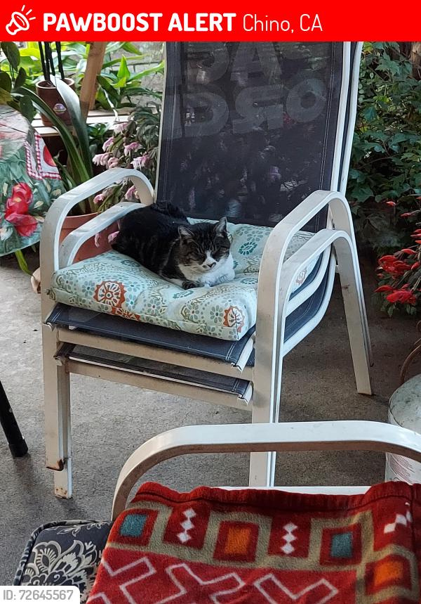 Lost Female Cat last seen Roswell and Wilbur Ave., Chino, CA 91710