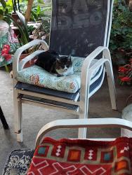 Lost Female Cat last seen Roswell and Wilbur Ave., Chino, CA 91710