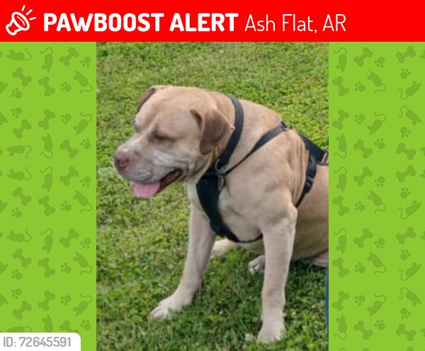 Lost Male Dog last seen Old peace valley rd, Ash Flat, AR 72513