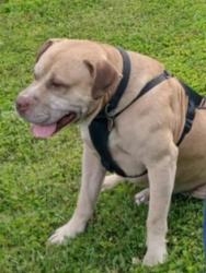 Lost Male Dog last seen Old peace valley rd, Ash Flat, AR 72513