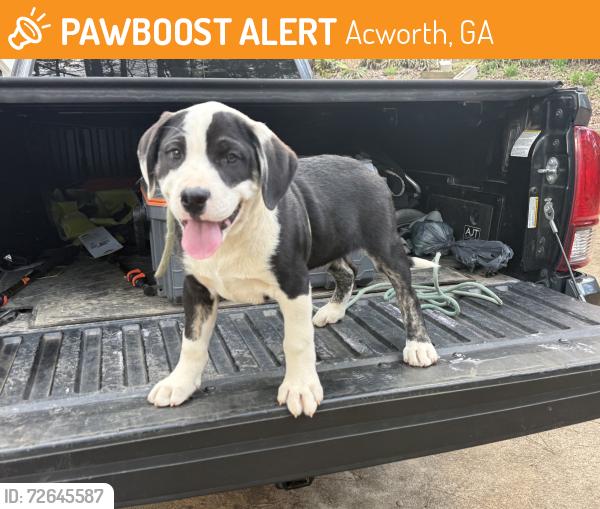 Found/Stray Male Dog last seen Highway 41 South near the entrance of Fairway Villas, Acworth, GA 30101