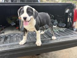 Found/Stray Male Dog last seen Highway 41 South near the entrance of Fairway Villas, Acworth, GA 30101