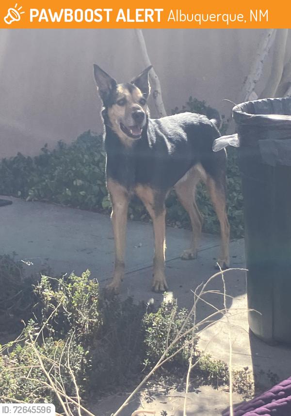 Found/Stray Male Dog last seen Girard & Indian School, Albuquerque, NM 87106