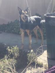 Found/Stray Male Dog last seen Girard & Indian School, Albuquerque, NM 87106